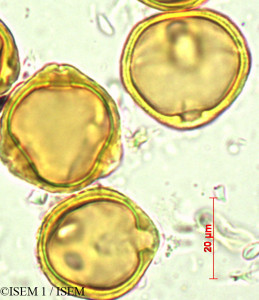 Dodonaea viscosa - lame n° 29424